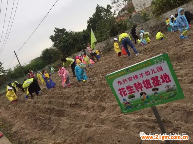 廣西東興市偉才幼兒園“種花生”社會(huì)大課堂活動(dòng)