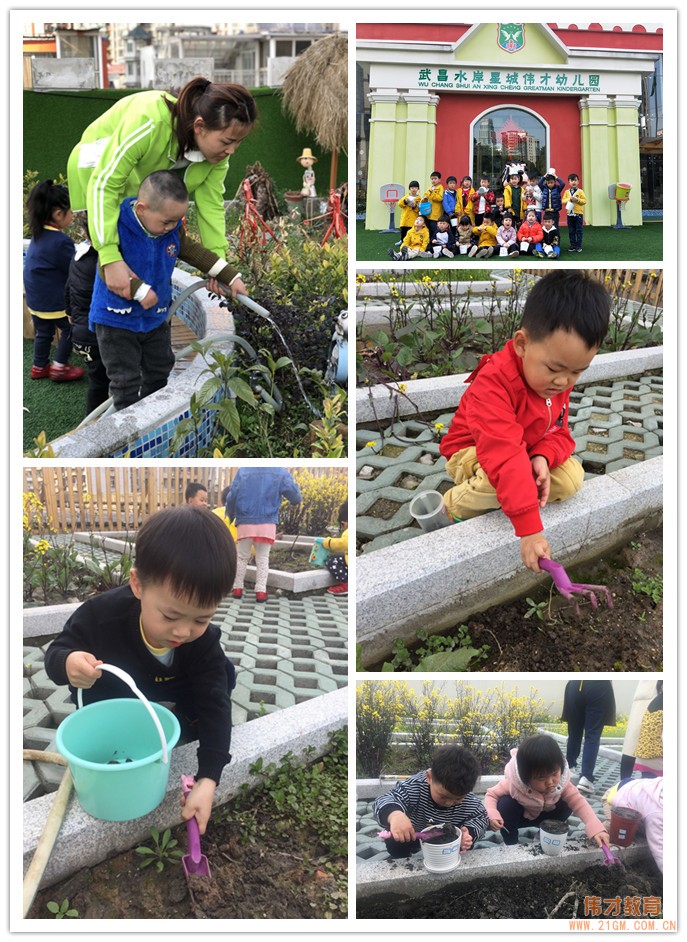 湖北武漢水岸星城偉才國際幼兒園：植一顆種子，育一顆大樹