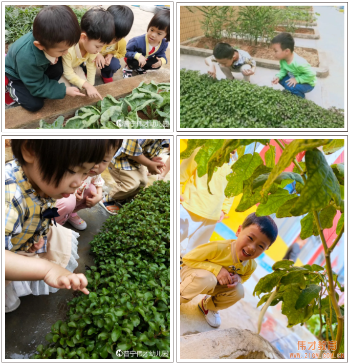 偉才生態(tài)課程：秋收冬藏，生根發(fā)芽丨廣東普寧市偉才幼兒園