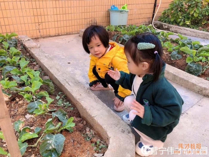 偉才生態(tài)課程：秋收冬藏，生根發(fā)芽丨廣東普寧市偉才幼兒園