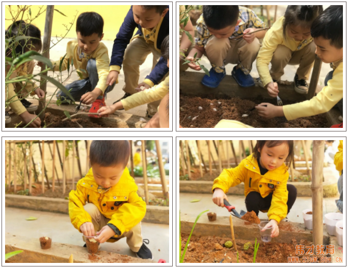 偉才生態(tài)課程：秋收冬藏，生根發(fā)芽丨廣東普寧市偉才幼兒園